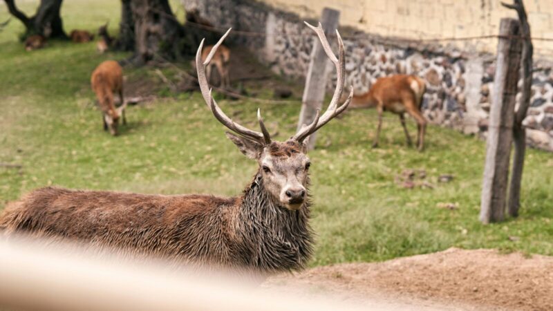 Šiaulių rajone nugaišo 55 elniai: paaiškėjo, kokia bausmė skirta ūkininkui