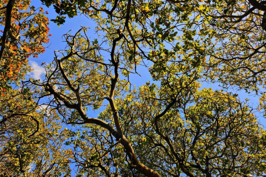 Serene view of tree branches and leaves against a vibrant blue sky in Gia Lai, Vietnam.