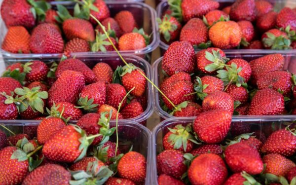 Užaugs dvigubai daugiau braškių: agronomai įvardijo vieną taisyklę laistymui