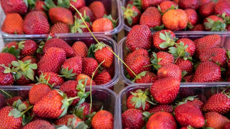 Užaugs dvigubai daugiau braškių: agronomai įvardijo vieną taisyklę laistymui