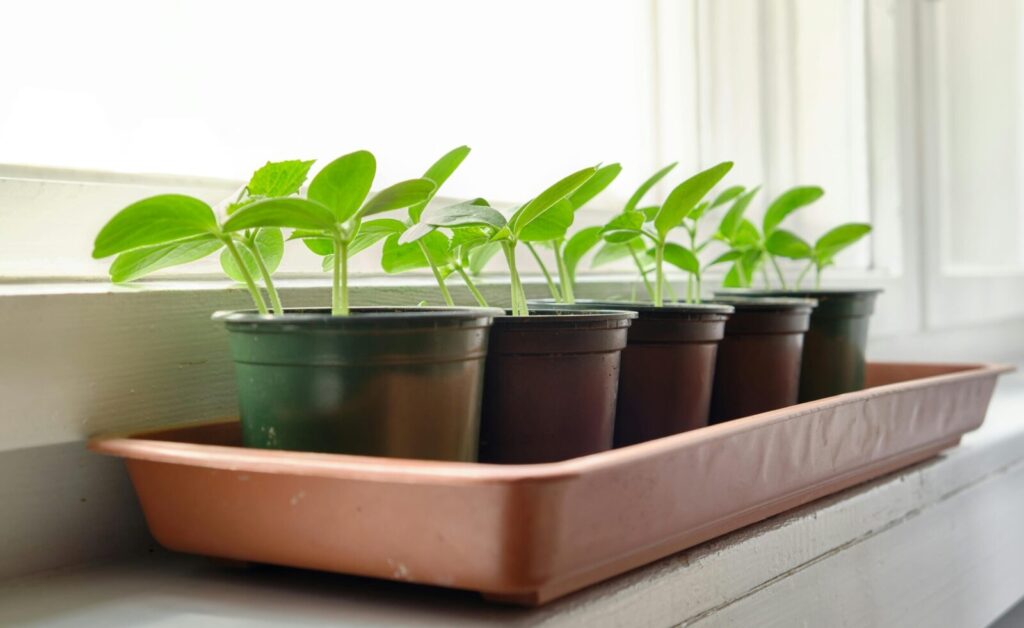Cucumber seedlings growing in pots on a sunlit windowsill, showcasing organic gardening indoors.