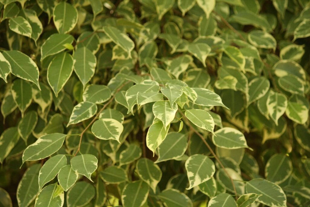 Macro shot of variegated leaves displaying intricate natural patterns and textures.