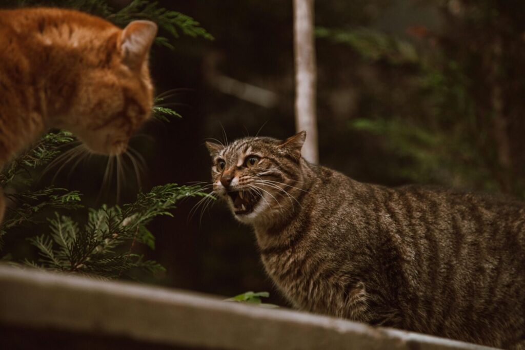 A dramatic standoff between a ginger cat and a tabby cat captured in a natural outdoor setting.