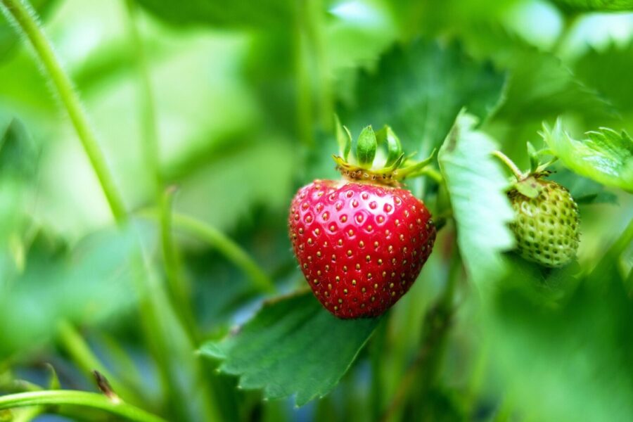 Vibrant close-up of a fresh, ripe strawberry hanging on a plant amidst lush green leaves.