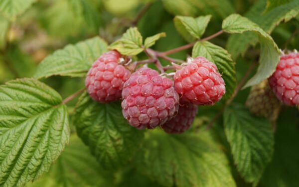 Visi tai daro per vėlai: atskleidė 3 darbus balandį, kurie nulemia 80 proc. jūsų uogų derliaus