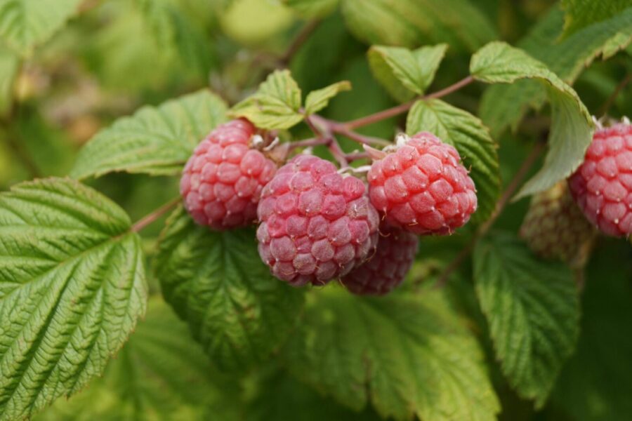 Detailed close-up of ripe raspberries growing amongst green leaves in a garden setting.