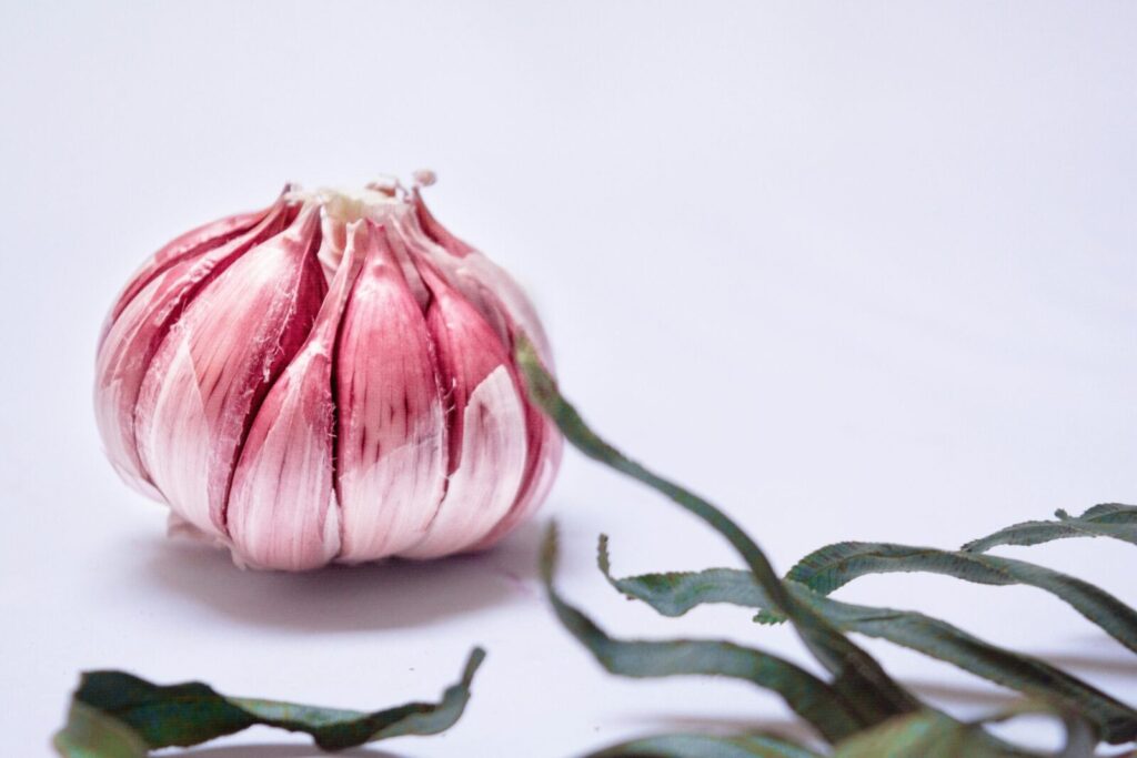 Close-up of a purple garlic bulb on a clean white surface, showcasing organic ingredient details.