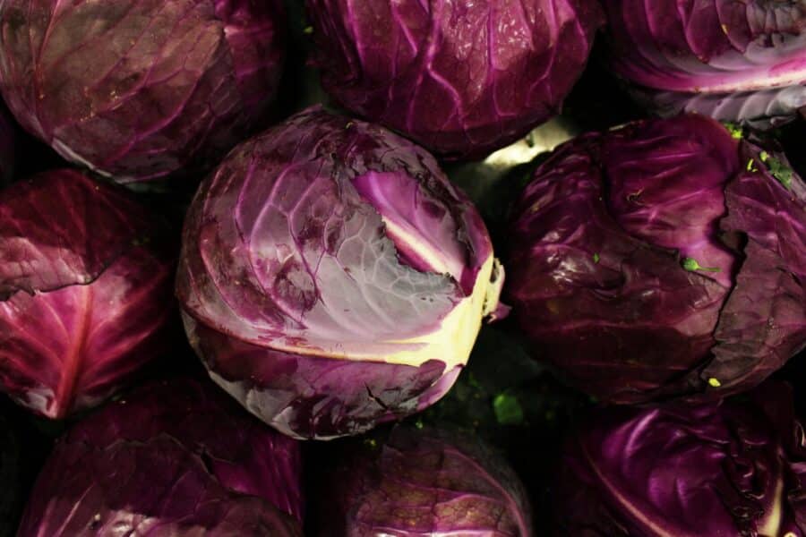Close-up of fresh, organic red cabbages displaying vivid purple hues.