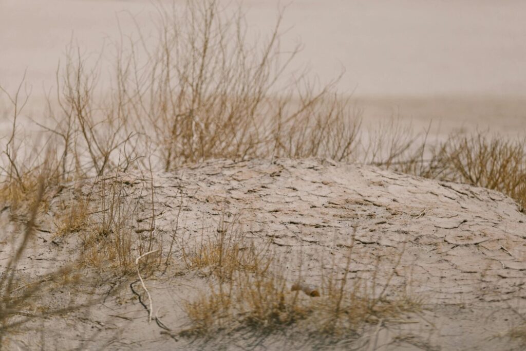 A barren landscape with cracked dry earth and sparse vegetation, depicting an arid climate.