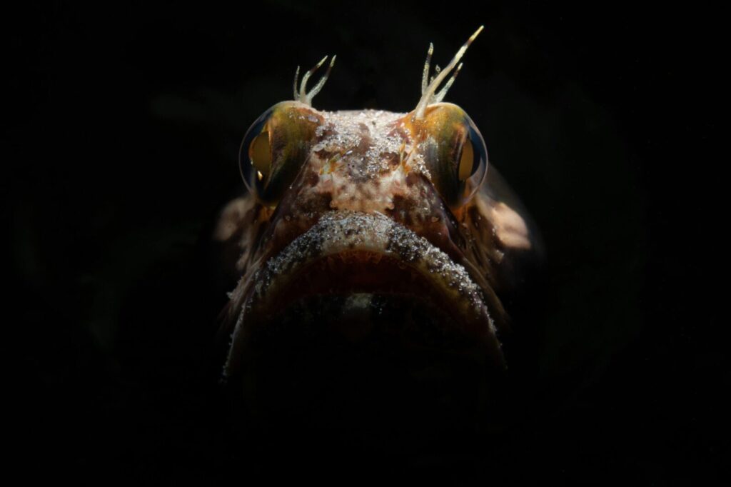 Close-up of a fish head with striking eyes against a dark background, showcasing detail.