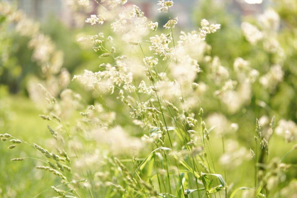 Delicate wild grass with small blossoms illuminated by sunlight, showcasing nature's tranquility.