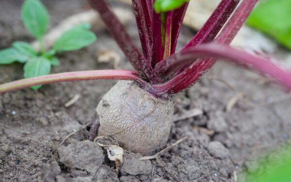 Kreivi ir maži burokėliai bus praeitis: štai ką įberti į lysvę, kad derlius būtų saldus ir stambus