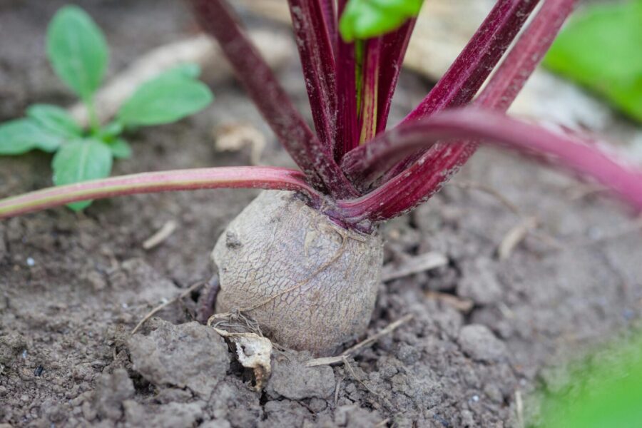 Detailed view of a beetroot plant partially underground in a rural garden.