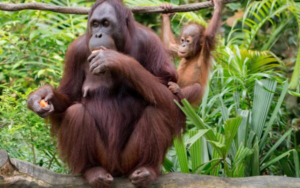 Istorinis kadras Indonezijoje: džiunglių tiltu pirmą kartą perėjo laukinis orangutanas
