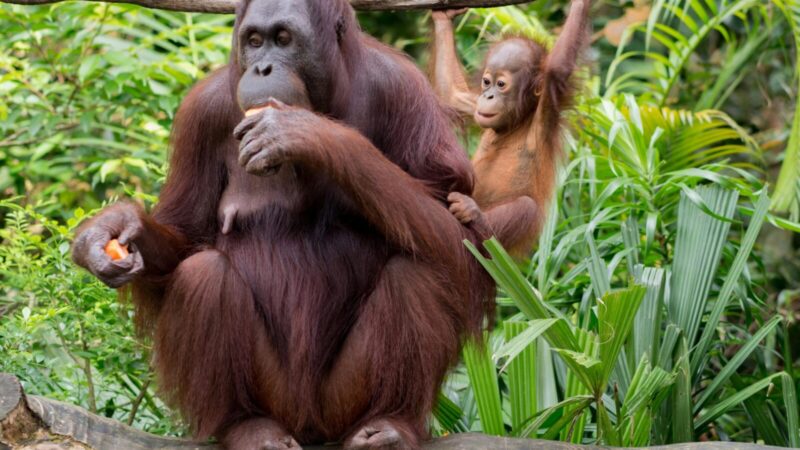 Istorinis kadras Indonezijoje: džiunglių tiltu pirmą kartą perėjo laukinis orangutanas