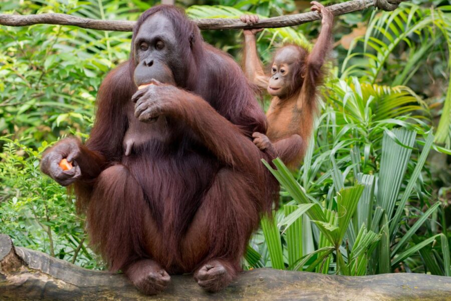 Adult primate with brown fur resting on fallen tree trunk while eating fruit slices near funny baby orangutan hanging on liana above colorful green thickets in daylight and looking away