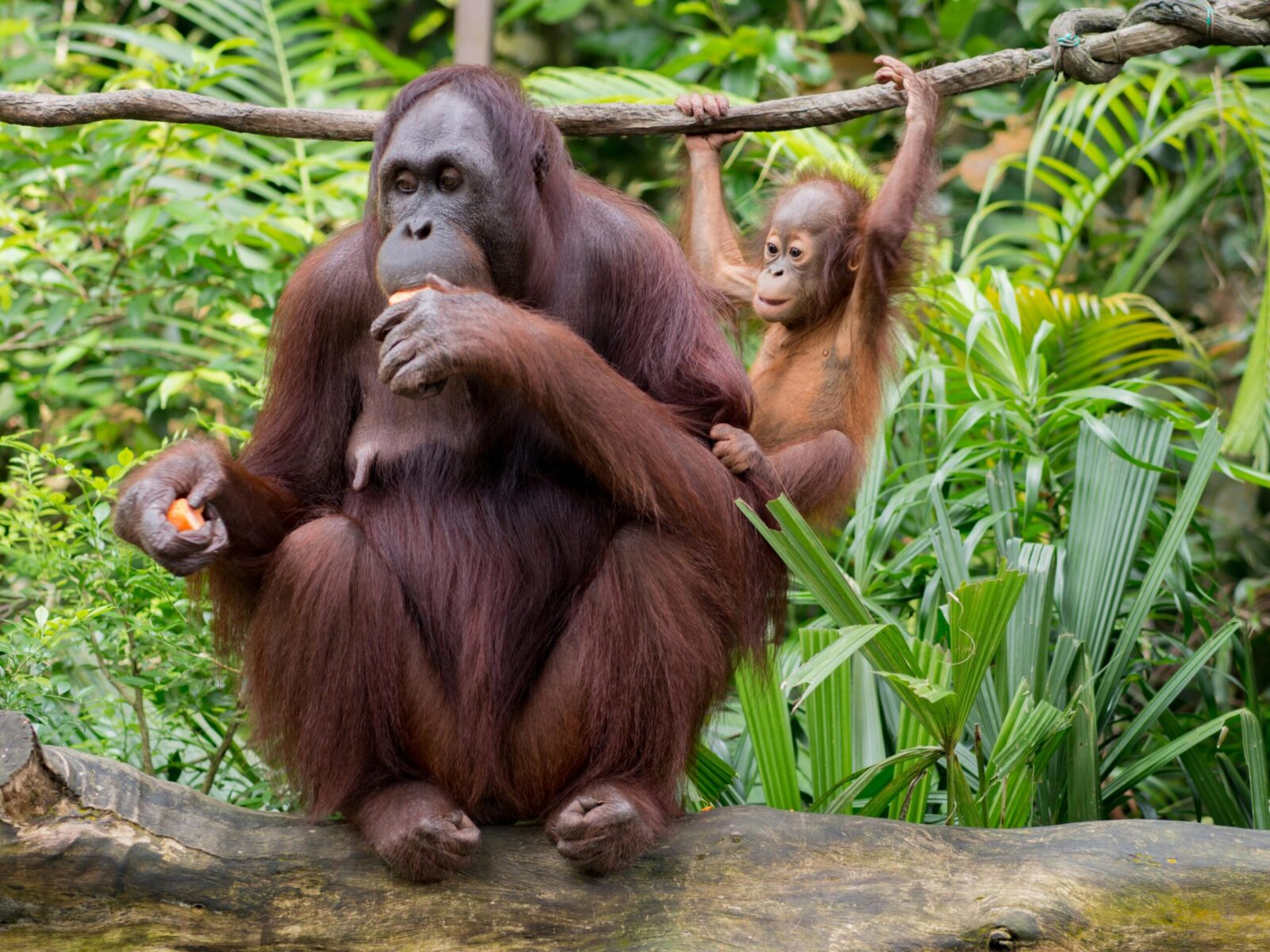 Istorinis kadras Indonezijoje: džiunglių tiltu pirmą kartą perėjo laukinis orangutanas
