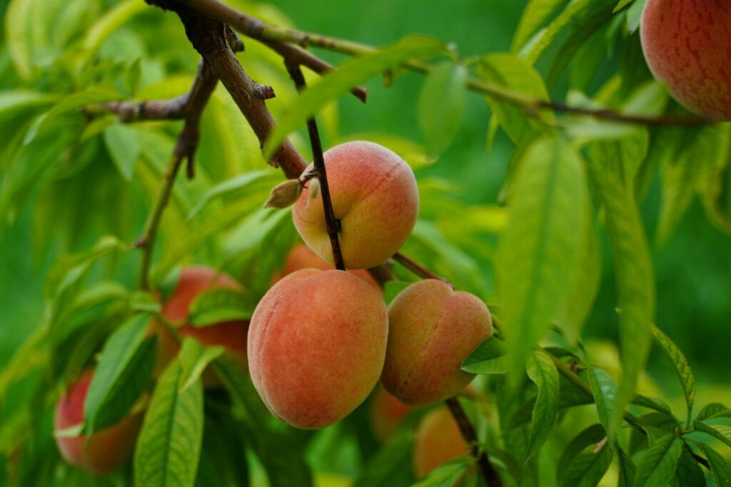 A detailed shot of ripe, organic peaches hanging on a tree branch during summer.