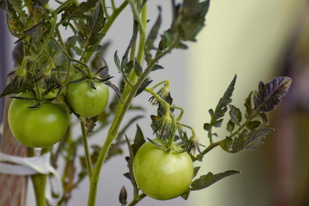 Fresh green tomatoes hanging on a plant, showcasing organic gardening in a vibrant setting.