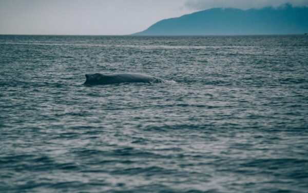 Drama Baltijos jūroje: įstrigęs banginis po savaičių kovos pagaliau pats išsilaisvino