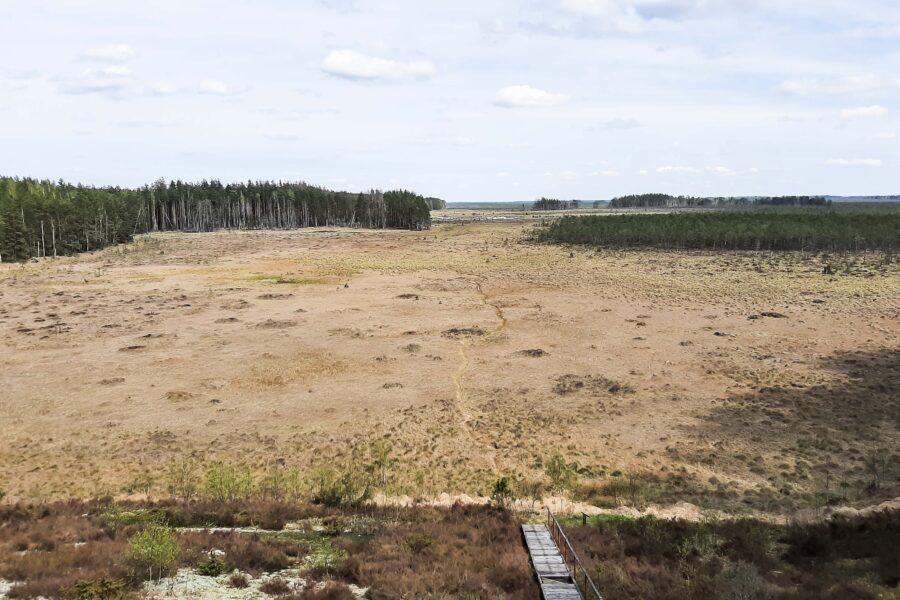 Čepkelių raistas. Dainiaus Labučio (ELTA) nuotr.