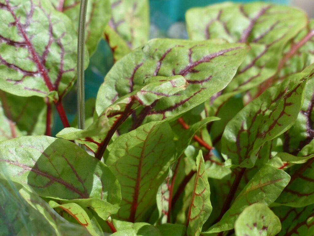 blood sorrel, nature, sorrel, plant, aromatic plant, grove sorrel, rumex sanguineus, knotweed, polygonaceae, rumex, red sorrel, herb, culinary herbs