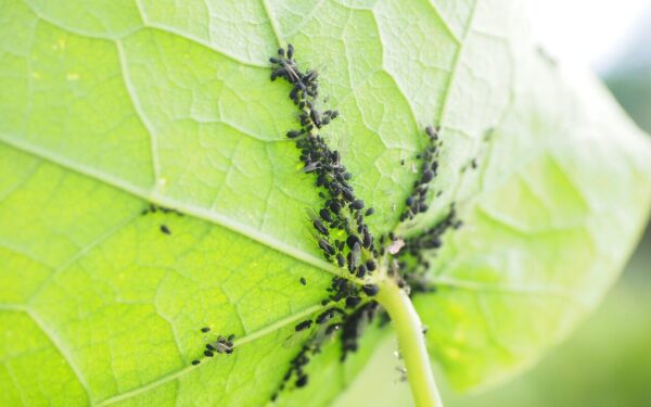 Pamirškite amarus: 10 centų kainuojantis tirpalas, po kurio rožės ir agurkai atgis akimirksniu