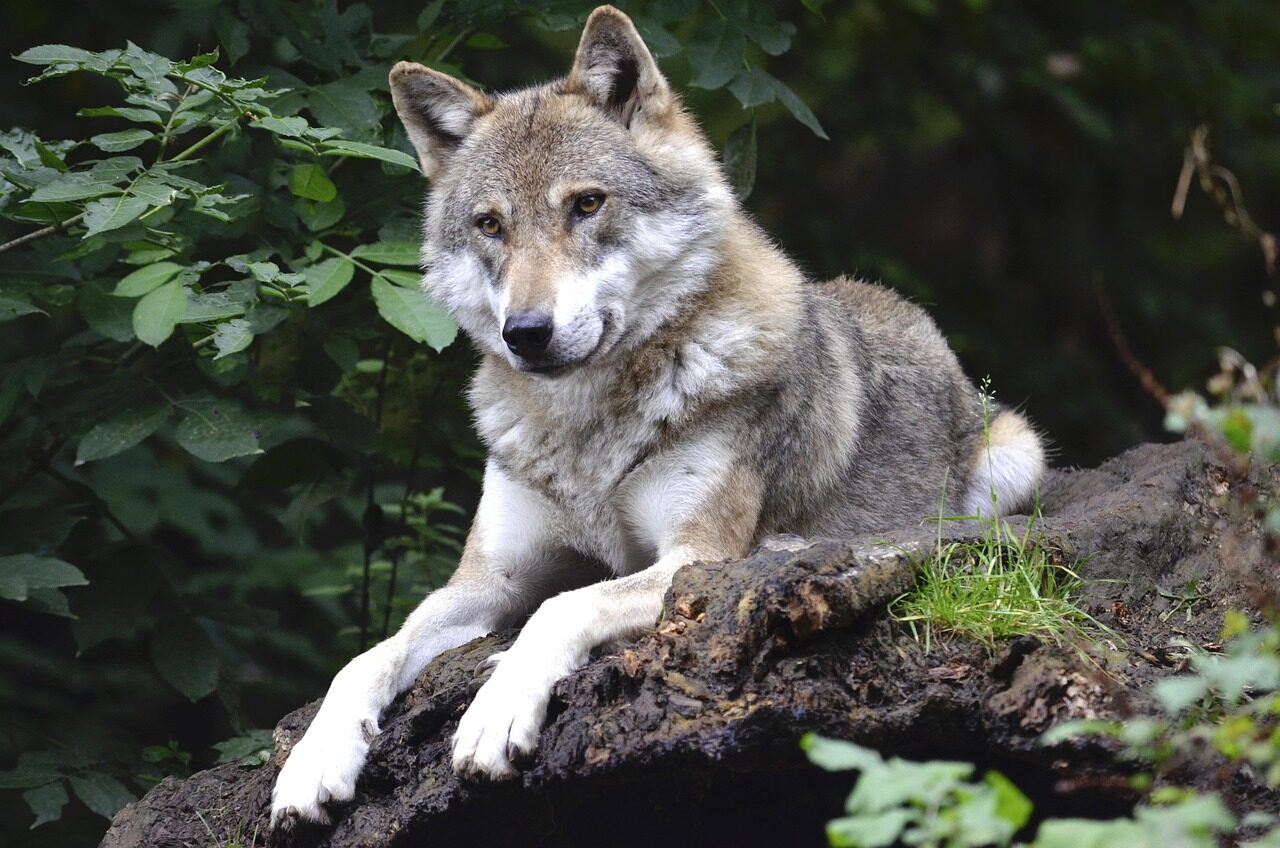 Perplaukė ledinį ežerą: toks neįtikėtinas vilko poelgis užfiksuotas pirmą kartą