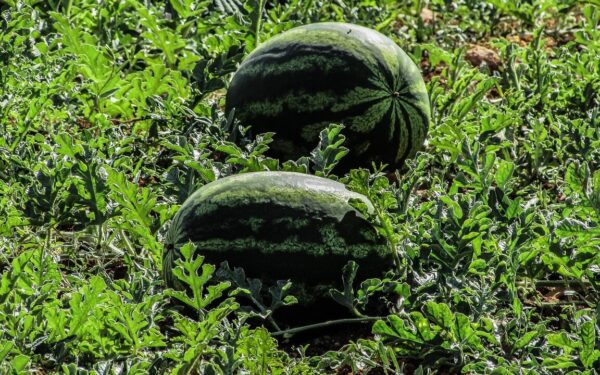 Arbūzai ir melionai bus saldūs lyg medus: viena pigi gudrybė privers juos sukaupti cukrų