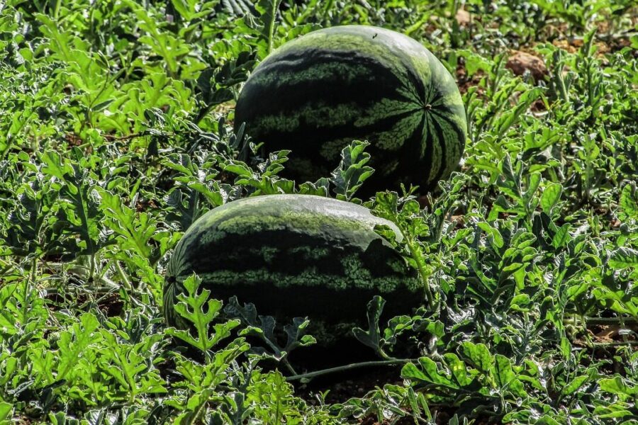 watermelon, plant, fruit, farm, agriculture, nature, vegetable, food, cyprus, green vegetables, green farm, green fruits