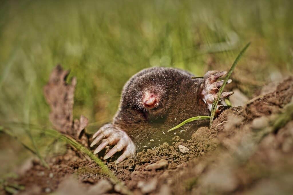 animal, mole, garden, meadow, mole pile, nature, blind, budding