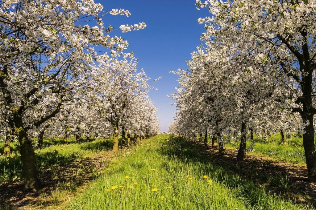 fruit, plantation, avenue, apple, bio, blossom, bloom, apples, espalier fruit, spring, apple tree, trees, apple blossom, nature, meadow, apple tree flowers, blossomed, fruit tree plantation, apple tree, apple tree, apple tree, apple tree, apple tree, apple blossom