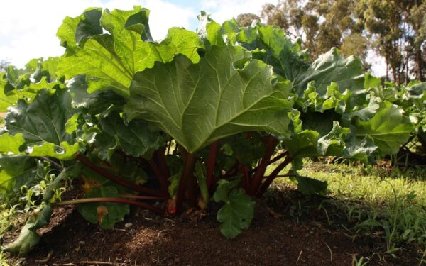 Saldūs rabarbarai mėnesiu anksčiau: kodėl patyrę daržininkai juos dengia kibiru?