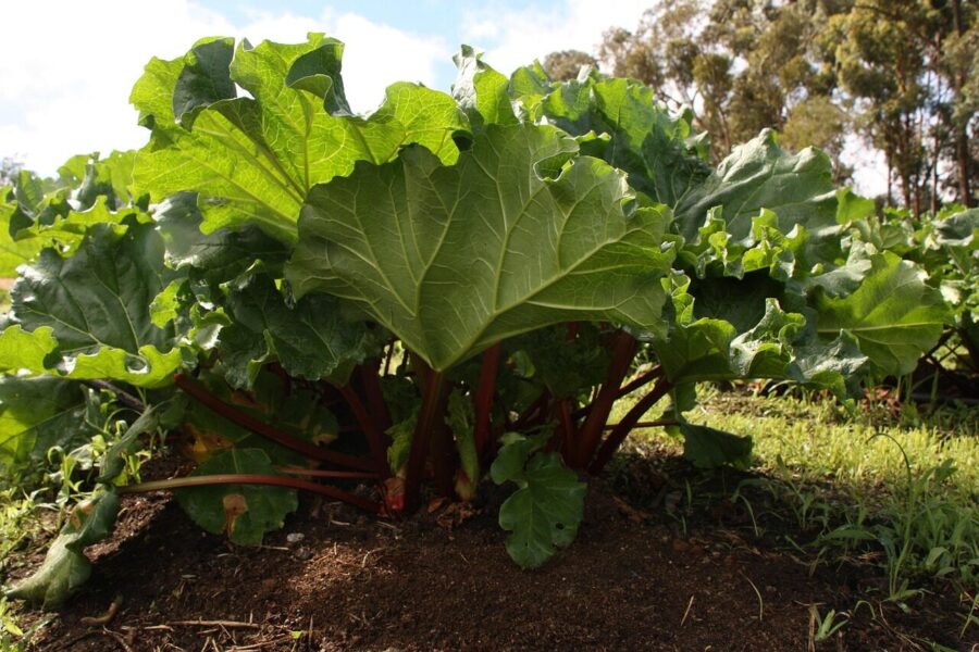 rhubarb plant, garden, rhubarb, organic, vegetable, homegrown, gardening, nature, garden-rhubarb, rhubarb-leaves