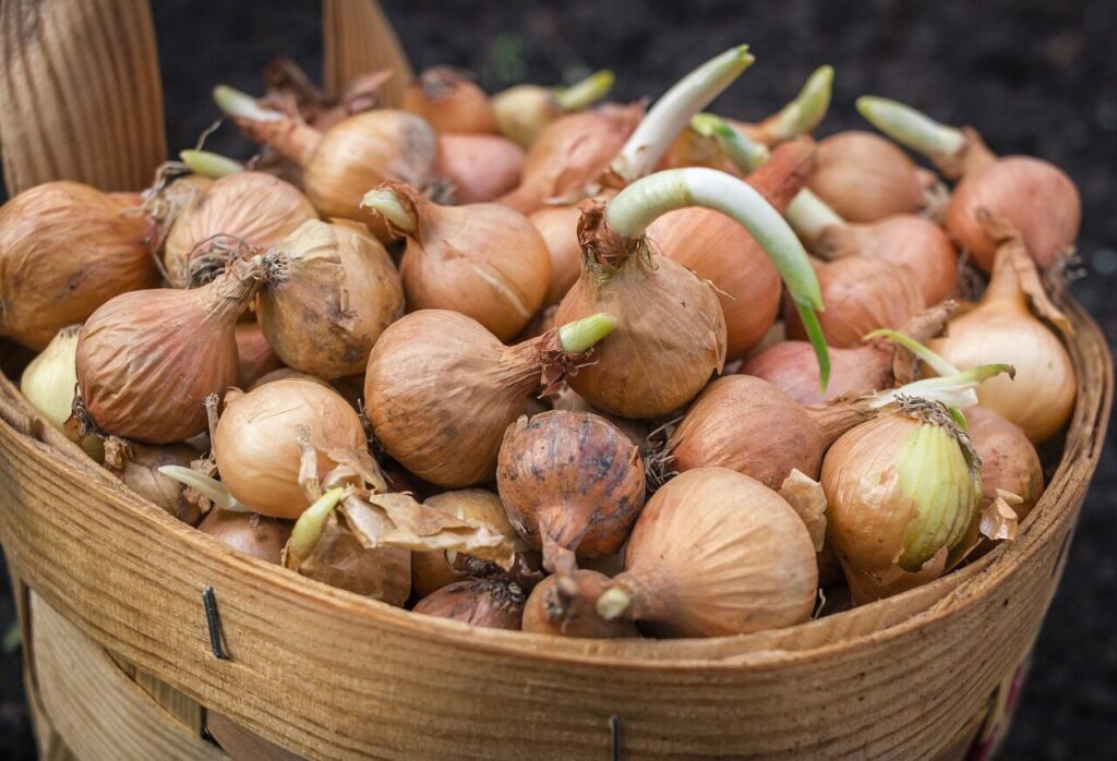 onions, basket, scallions, food, planting, agriculture, closeup, bulb onion, common onion, nature, vegetable, cultivated species, ingredients, spring, summer, outdoors, natural light, brown onion