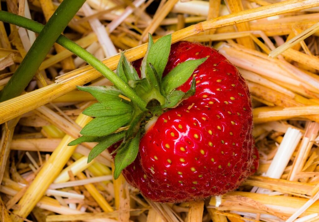 strawberry, fruit, red, cute, food, summer, strawberry plant, berry, nature, macro, plant, fruits on the bush, garden, vitamins, meal, ripe, enjoyment, strawberry season