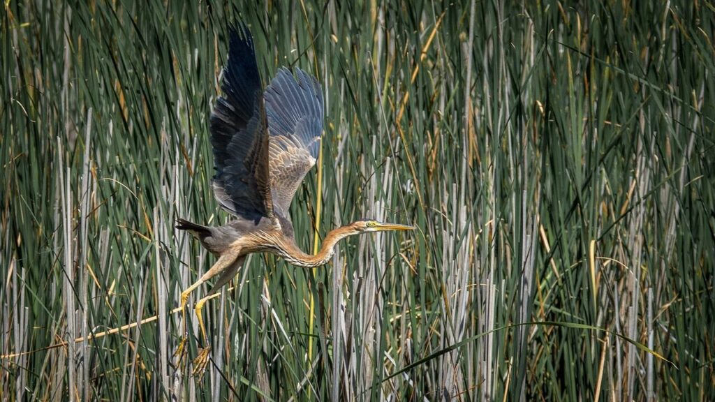 heron, red heron, ardea purpurea, bird, big, fly, nature, feather, beak, wings, heron, heron, red heron, red heron, red heron, red heron, red heron, ardea purpurea, ardea purpurea, ardea purpurea, ardea purpurea, ardea purpurea, wings