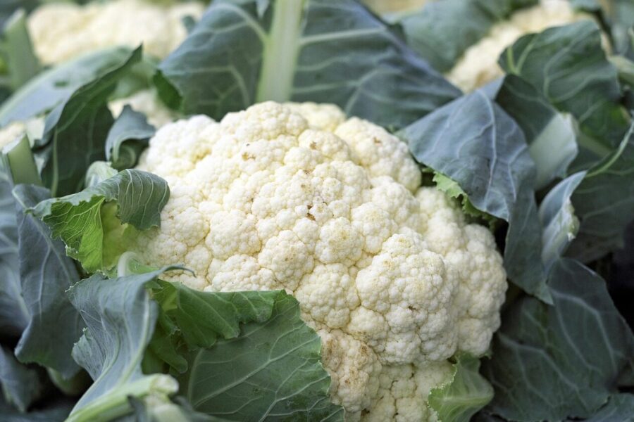 cauliflower, vegetables, food, vitamins, market fresh vegetables, vegan, cauliflower, cauliflower, cauliflower, cauliflower, cauliflower