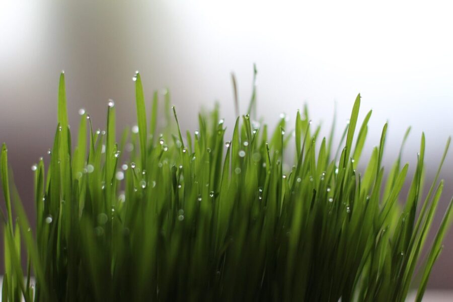 grass, nature, waterdrop, wheatgrass