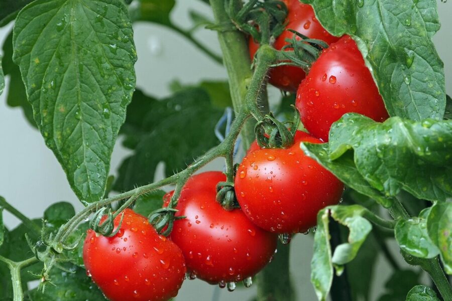 tomatoes, vines, water droplets, wet, red tomatoes, fresh tomatoes, harvest, produce, organic, ripe tomatoes, leaves, plants, agriculture, rain drops, vegetables, eat, red, healthy, food, fresh, nature, close up