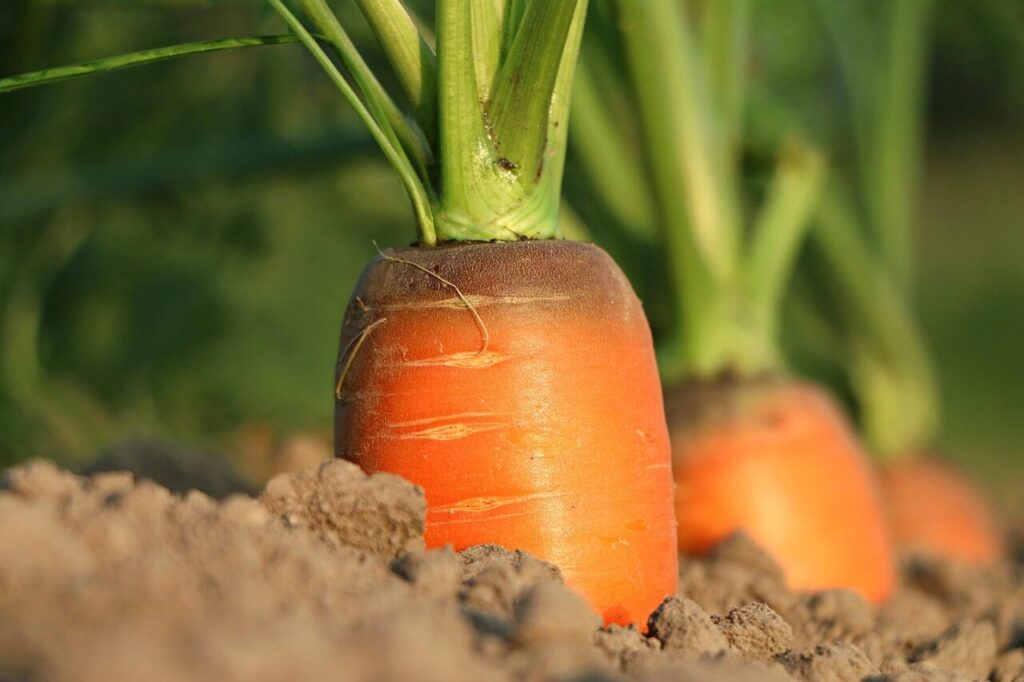 carrot, growth, vegetables, agriculture, closeup, vitamins, harvest, carrot, carrot, carrot, carrot, carrot, vegetables, agriculture, agriculture, agriculture