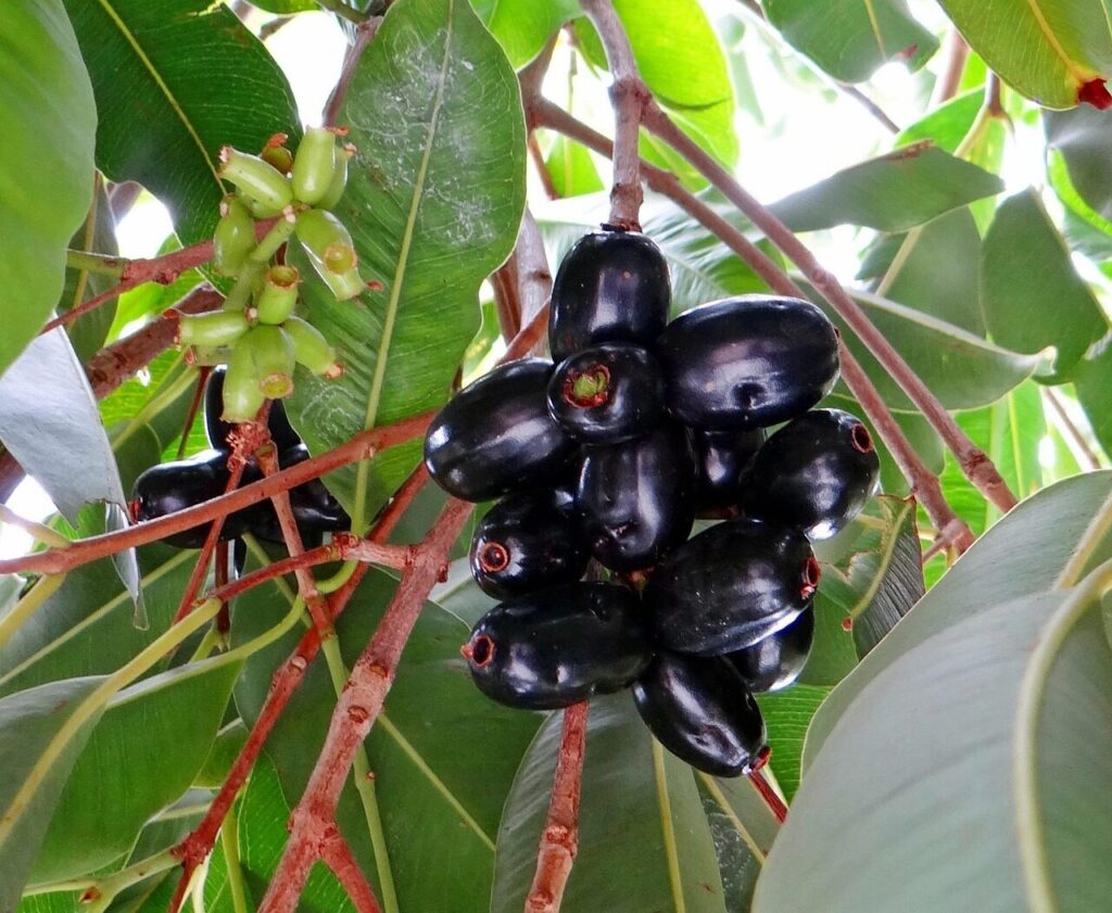 blackberry, jamun, syzygium cumini, fruits, tropical, dharwad, india, jamun, jamun, jamun, jamun, jamun