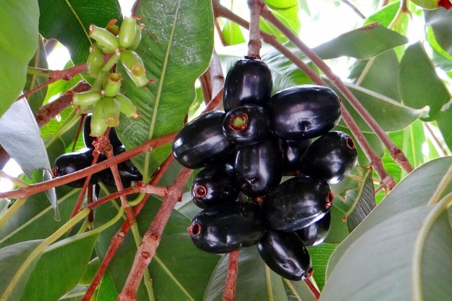 blackberry, jamun, syzygium cumini, fruits, tropical, dharwad, india, jamun, jamun, jamun, jamun, jamun