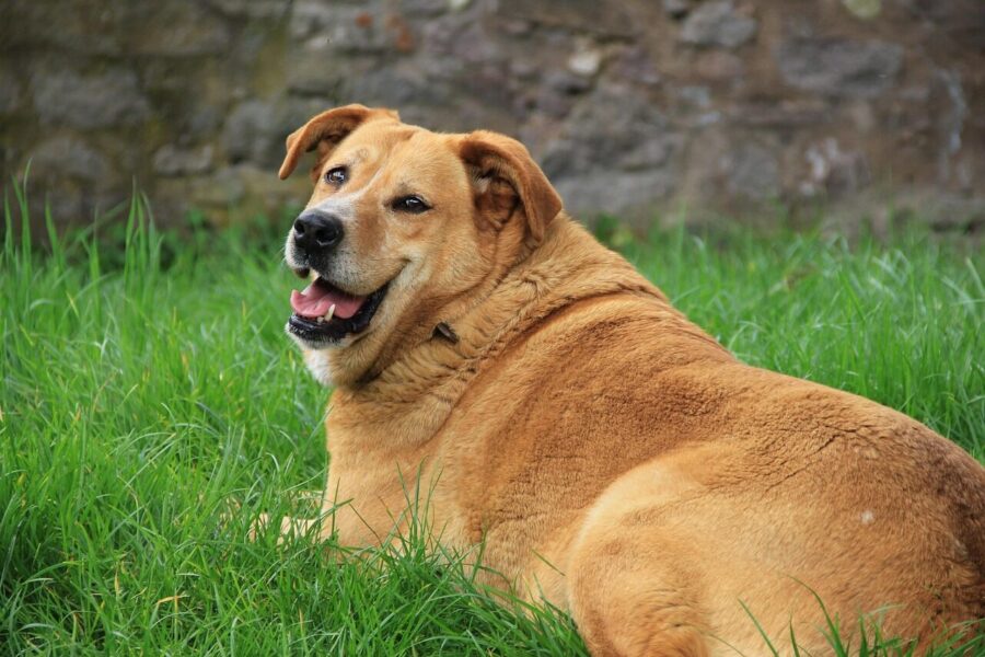 golden retriever, animal, nature, dog, pet, grass, smile, green, fat