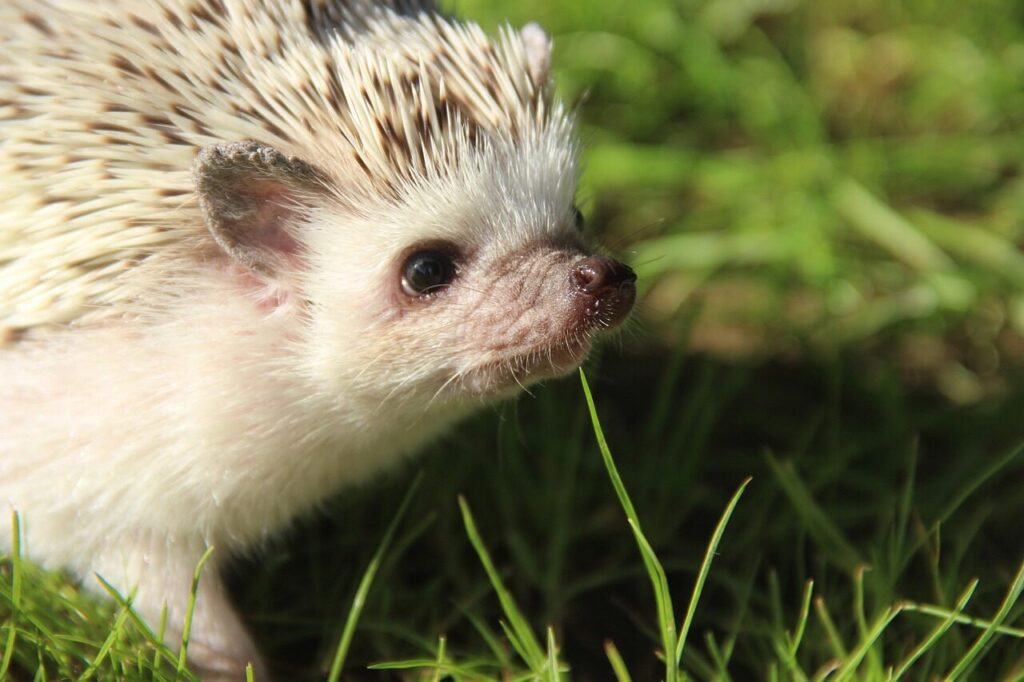 african, dwarf, hedgehog, cute, pet, hedgehog, hedgehog, hedgehog, hedgehog, hedgehog