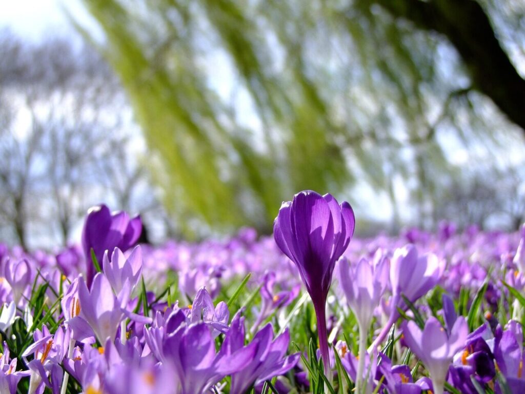 flowers, crocus, flower wallpaper, field, spring crocus, flower background, crocus vernus, beautiful flowers, purple flowers, bloom, nature, blossom, flowering plant, ornamental plant, plant, flora