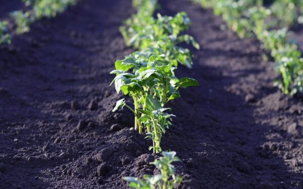 Pamirškite varginantį kasimą: šis bulvių sodinimo būdas darže sutaupys marias laiko