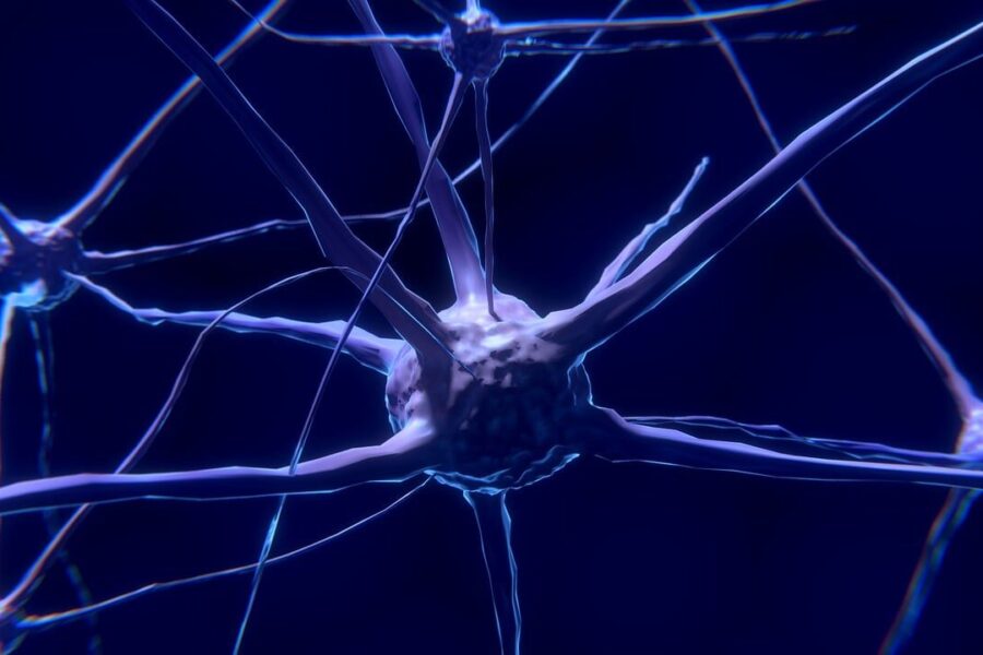 nerve cells, neurons, nervous system, brain, neural pathways, neurons, brain, brain, brain, brain, brain