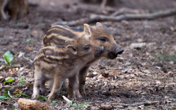 Padėtis jau tampa ekstremali: šalies regionuose sparčiai plinta pavojingas virusas