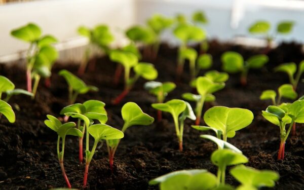 Ridikėliai bus dideli ir sultingi: viena dažna klaida, dėl kurios auga tik vešlūs lapai, o ne šaknis